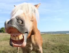 Smiling Horse